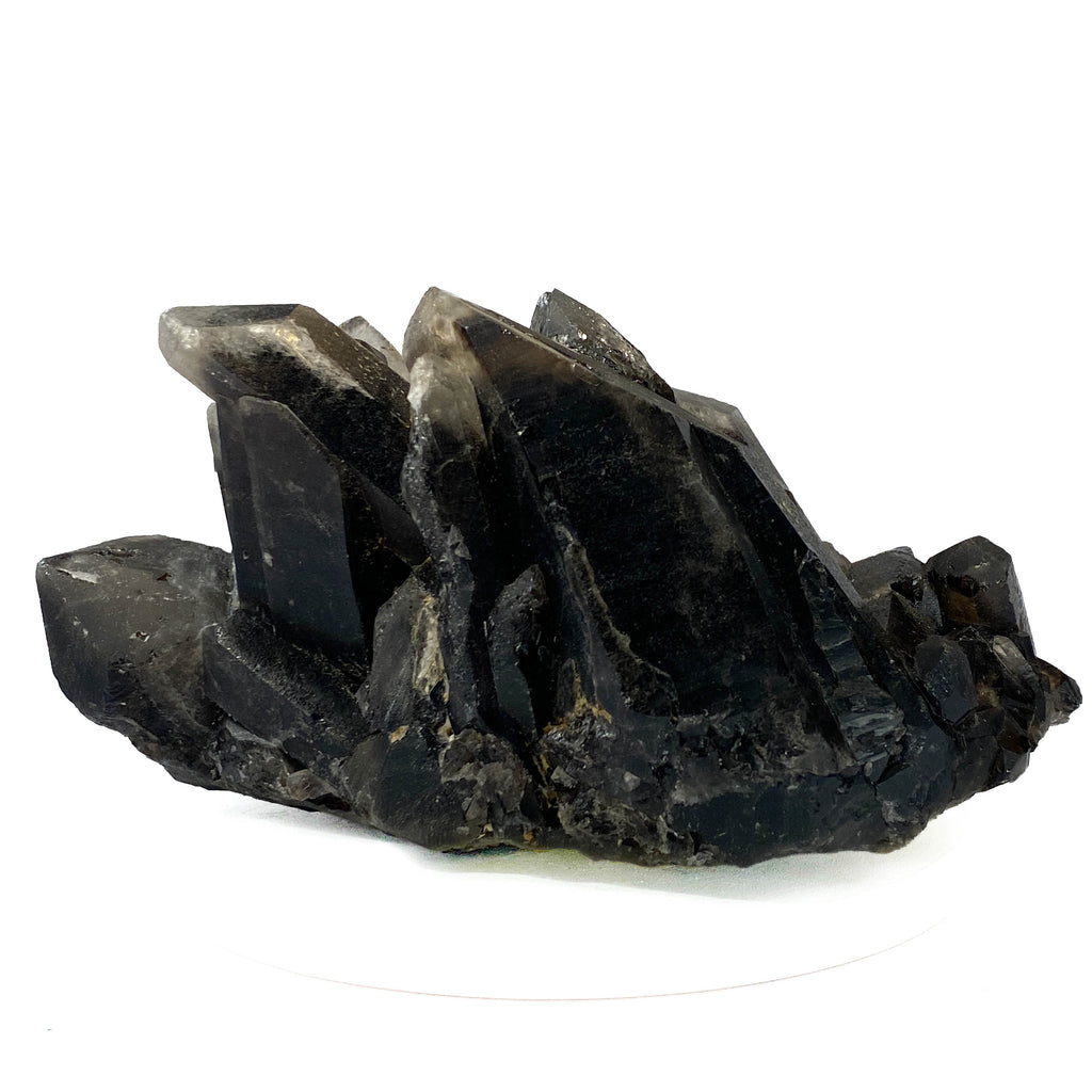 Black smoky quartz cluster with translucent crystals and good points on white background