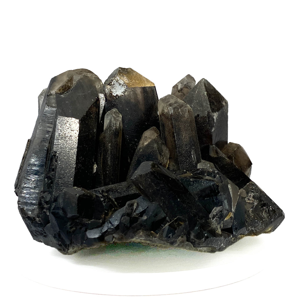 Black smoky quartz cluster with translucent crystals and good points on white background