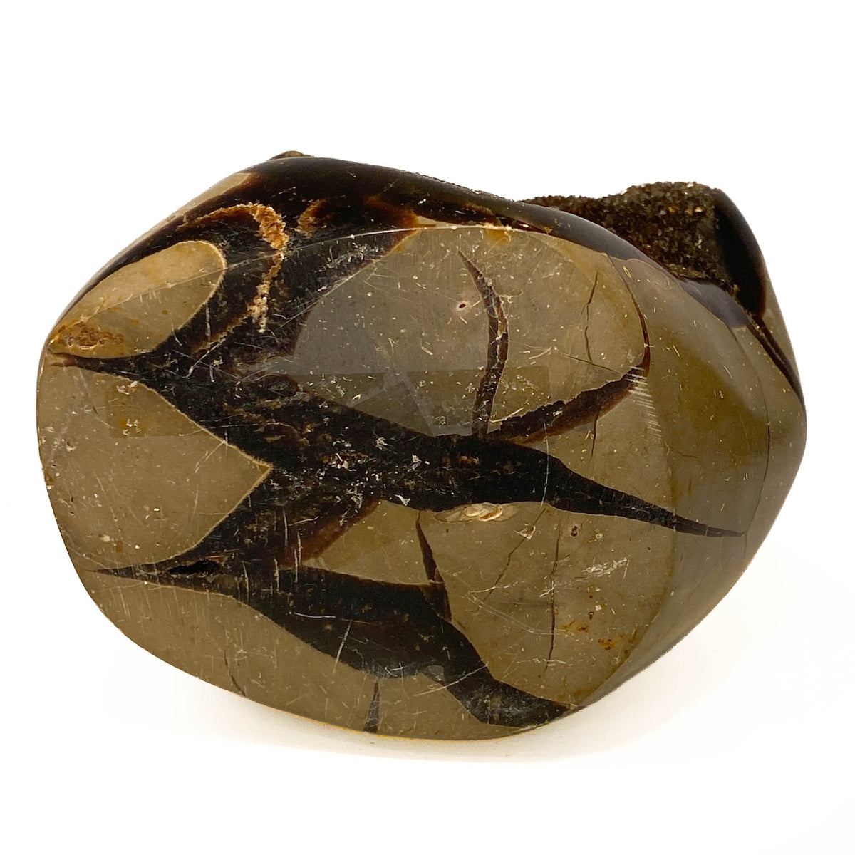 Septarian nodule with brown-black druzy pocket on white background